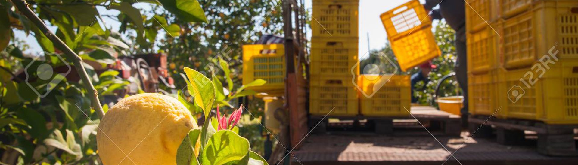 Lemon harvest time Closeup view of lemons on tree and pickers at work in the background